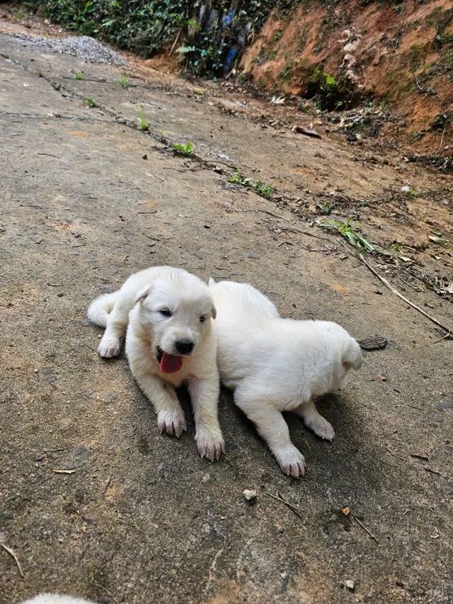 Pastor Branco Suiço - Cachorros e acessórios - Zona Central, Rio Claro  1254406657