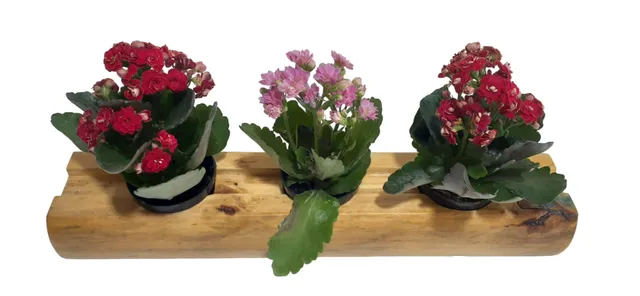 Mini Suporte Suculentas Cactos de Mesa de Madeira Verniz 35X7X5 cm