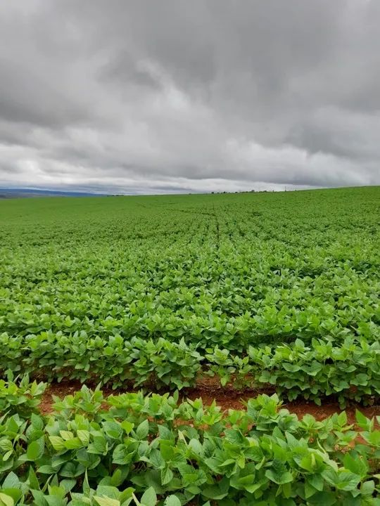 Fazenda de 135 alqueires em Alto Paraiso-GO