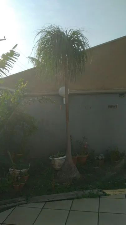 Pata de elefante de 20 anos.   Só  790.00 - Foto 5