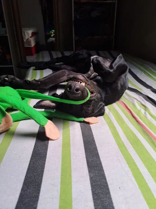 Cachorro preto para adoção - Foto 2