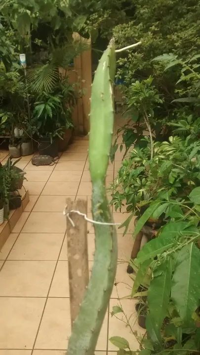 Vendo Mudas de Pitaya Vermelho Forte - Guarulhos - Foto 2