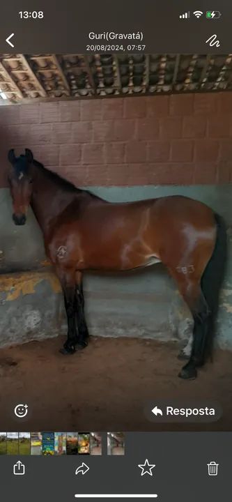 Cavalo Mangalarga Puro Sangue - Foto 3