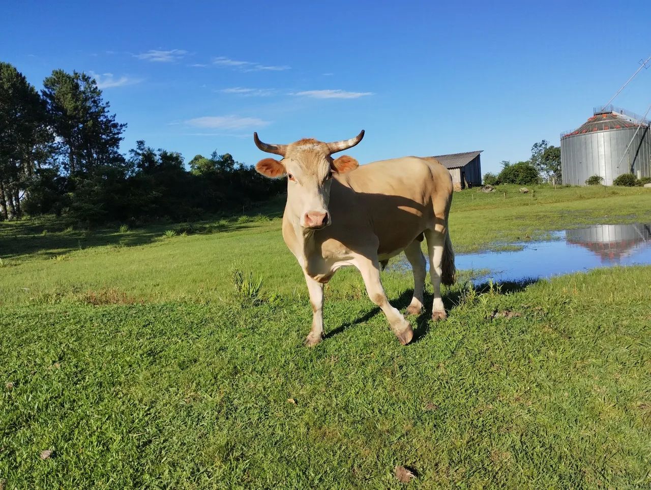 Venda de animais  - Foto 2