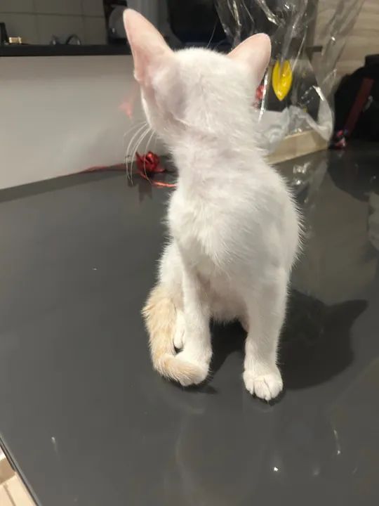 Gatinho Branco e Lindo para Adoção - Foto 4