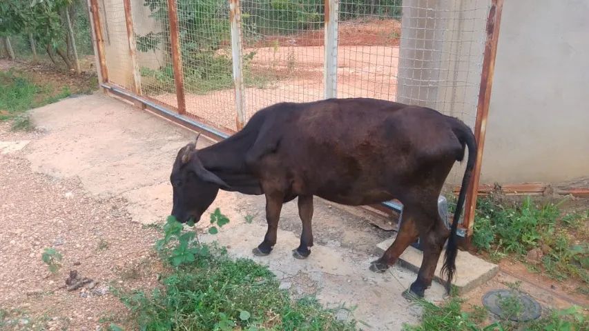 Mini Vacas e Mini Boi