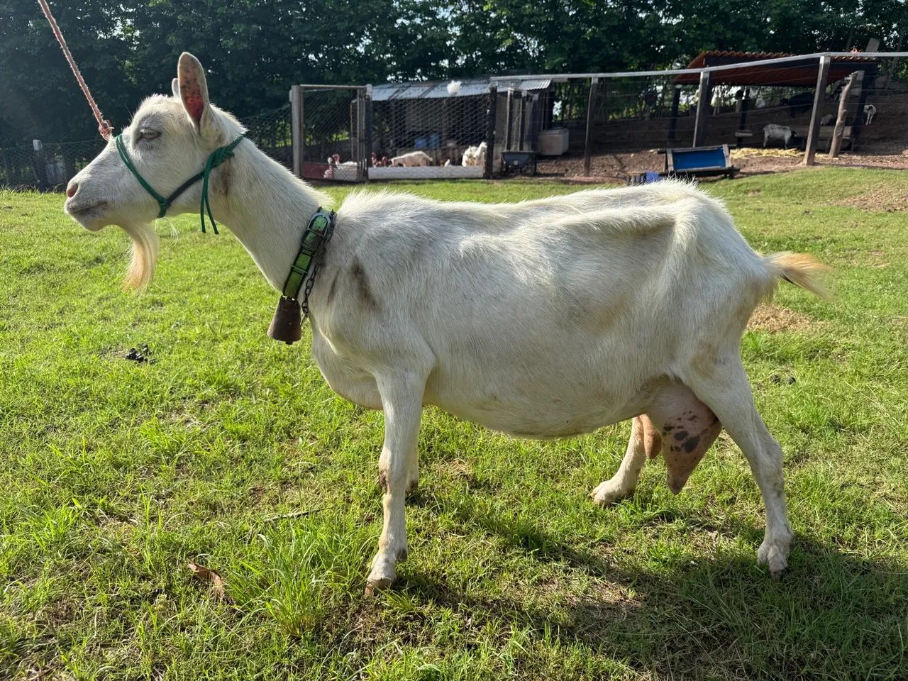 Cabras SAANEN em lactação é um Bode - Foto 4