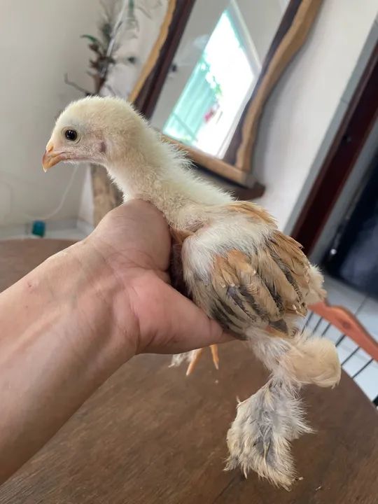 Pintinho galinha Brahma  - Foto 6