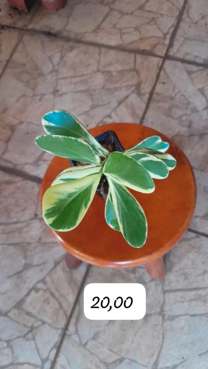 Planta Ornamental Variada