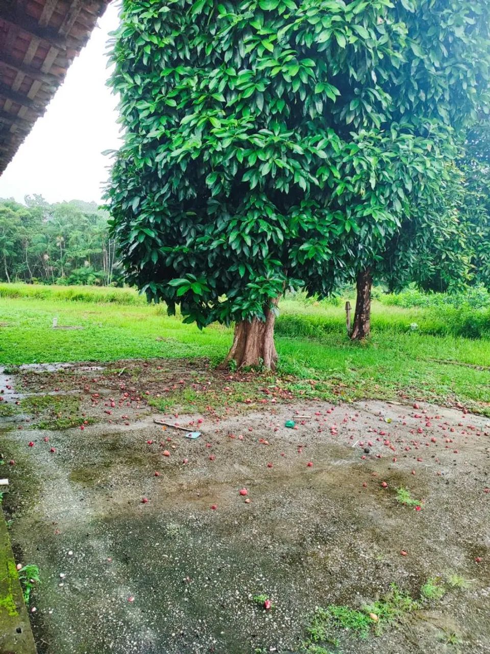 Vendo sítio na área urbana de Bragança  - Foto 4