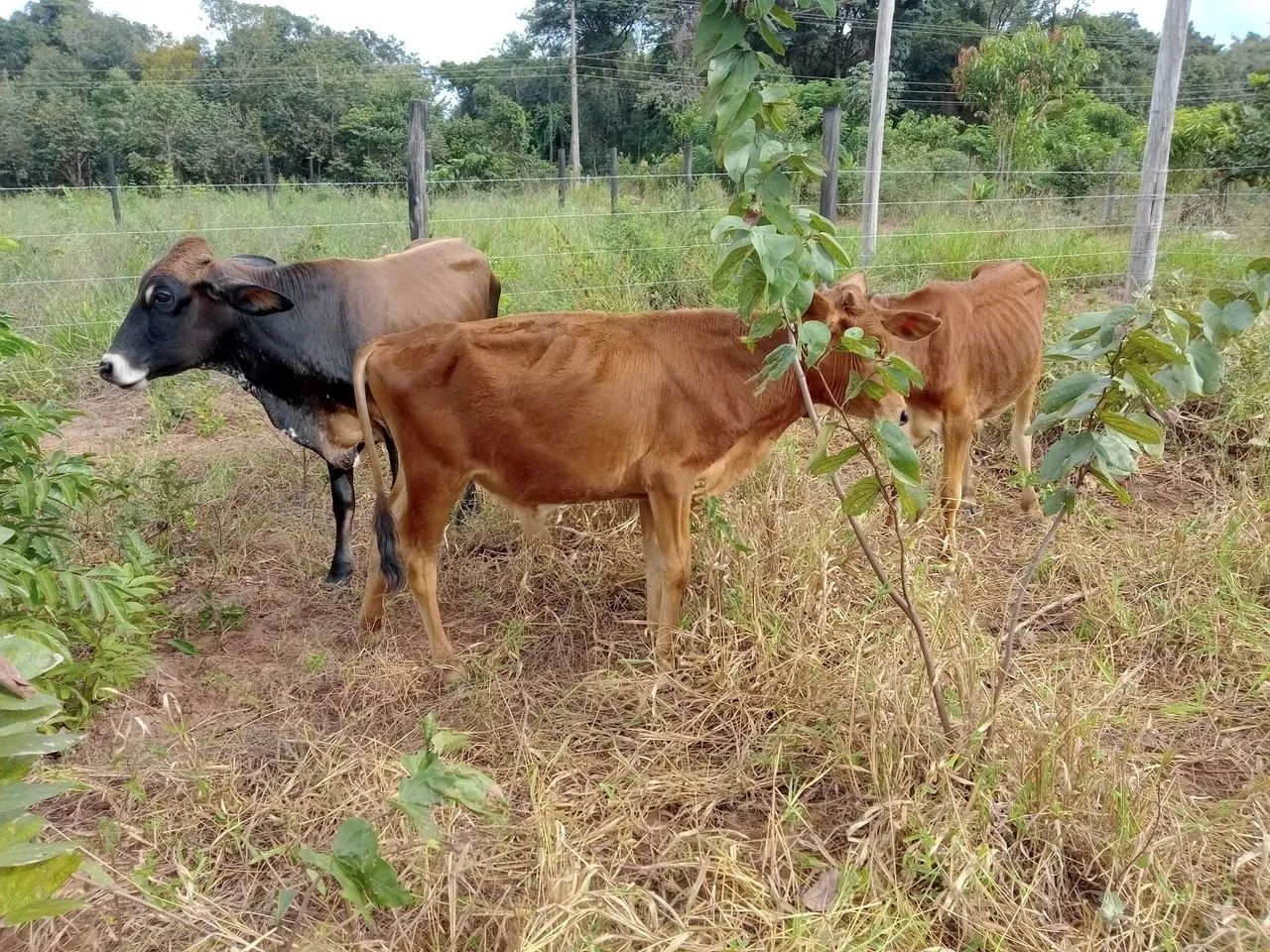Três bezerros para venda
