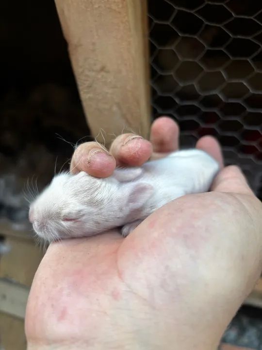 Filhotes de coelho ( mãe Angora e pai Nova Zelândia) - Foto 2