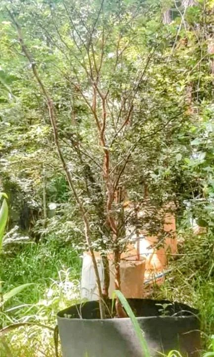 Muda de Jabuticaba.