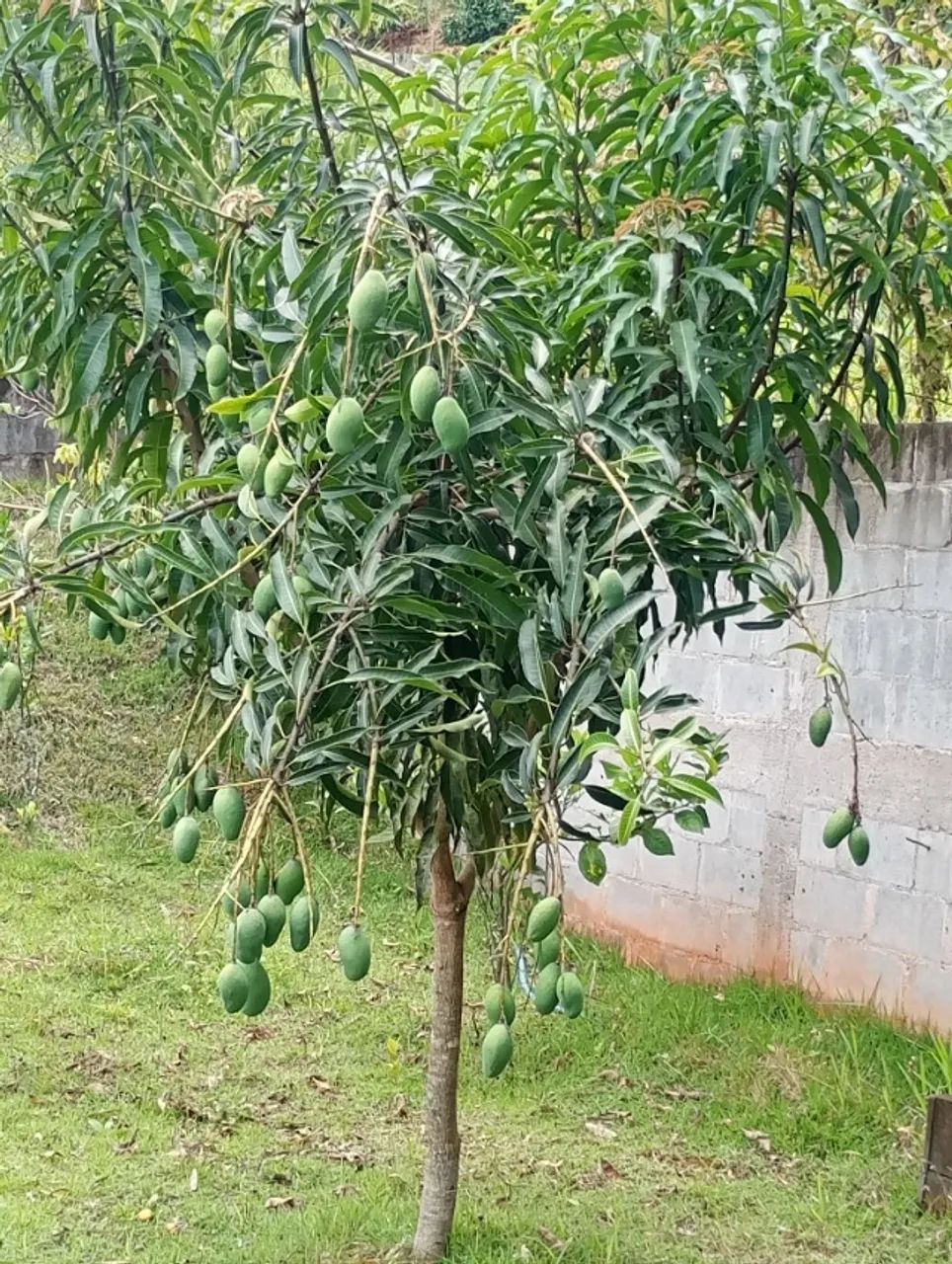 Foto - Arujá - Canjicas