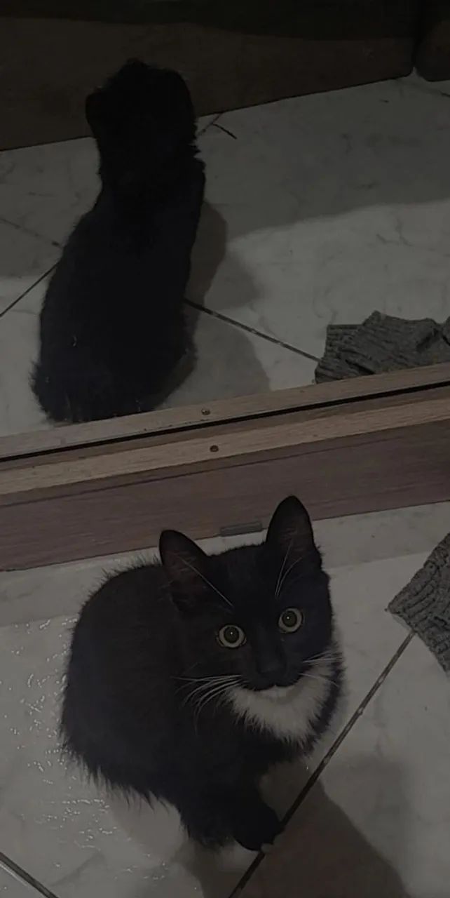 Doação de gatos  - Foto 2