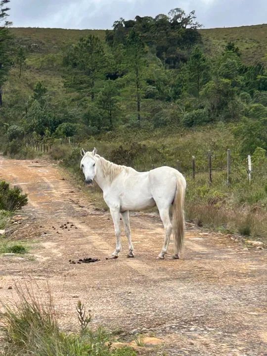 Mangalarga marchador - Foto 2