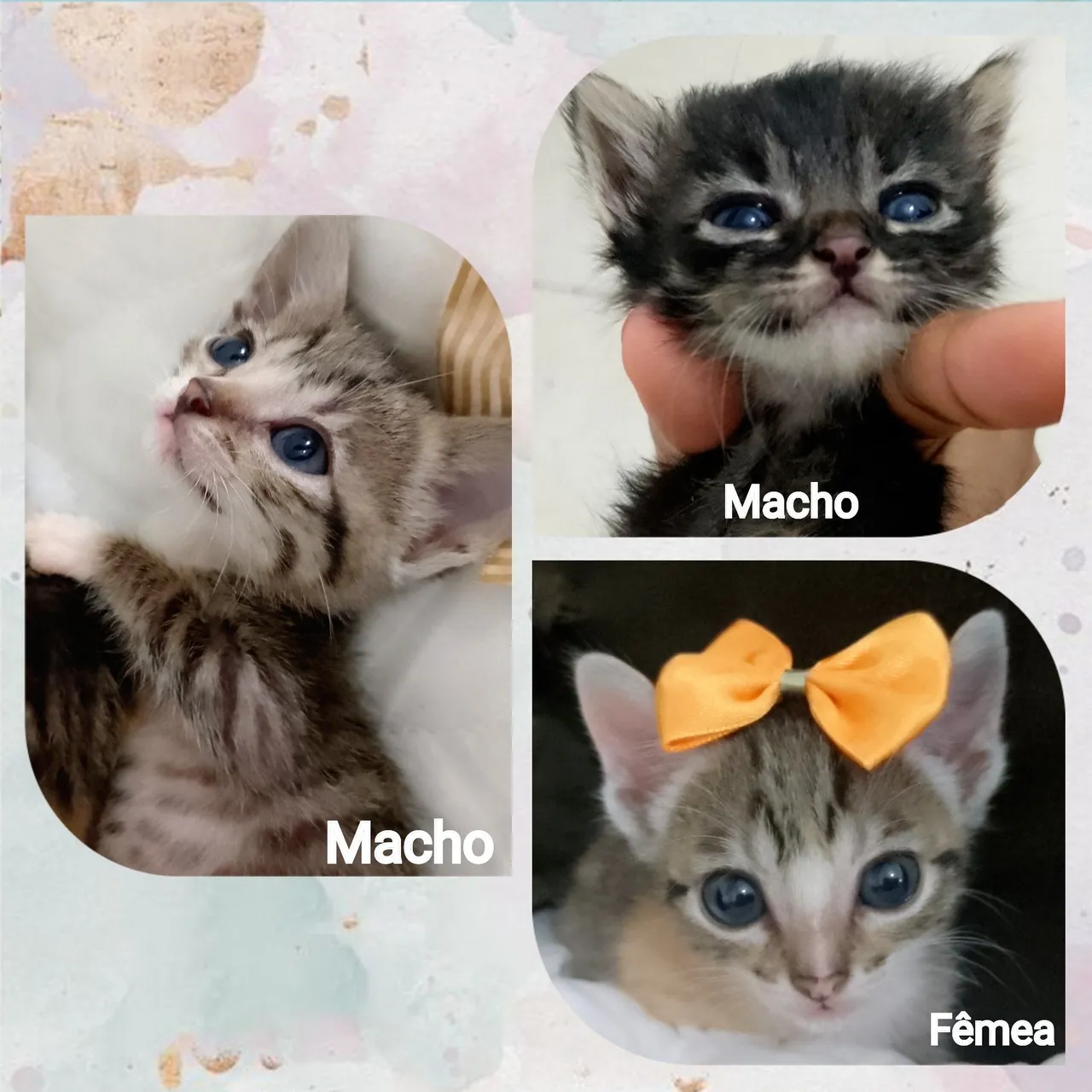 Gatinhos lindos para adoção: Machos e Fêmea!