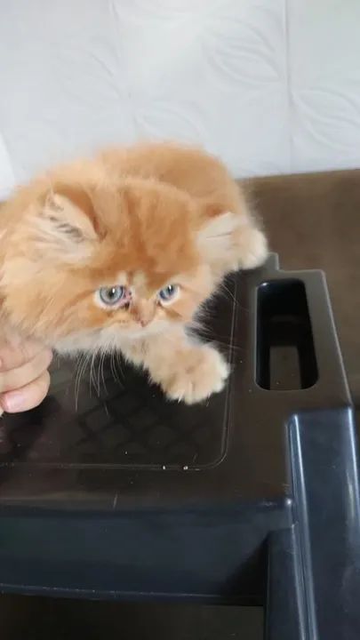 VENDO FILHOTES PERSAS - Foto 3