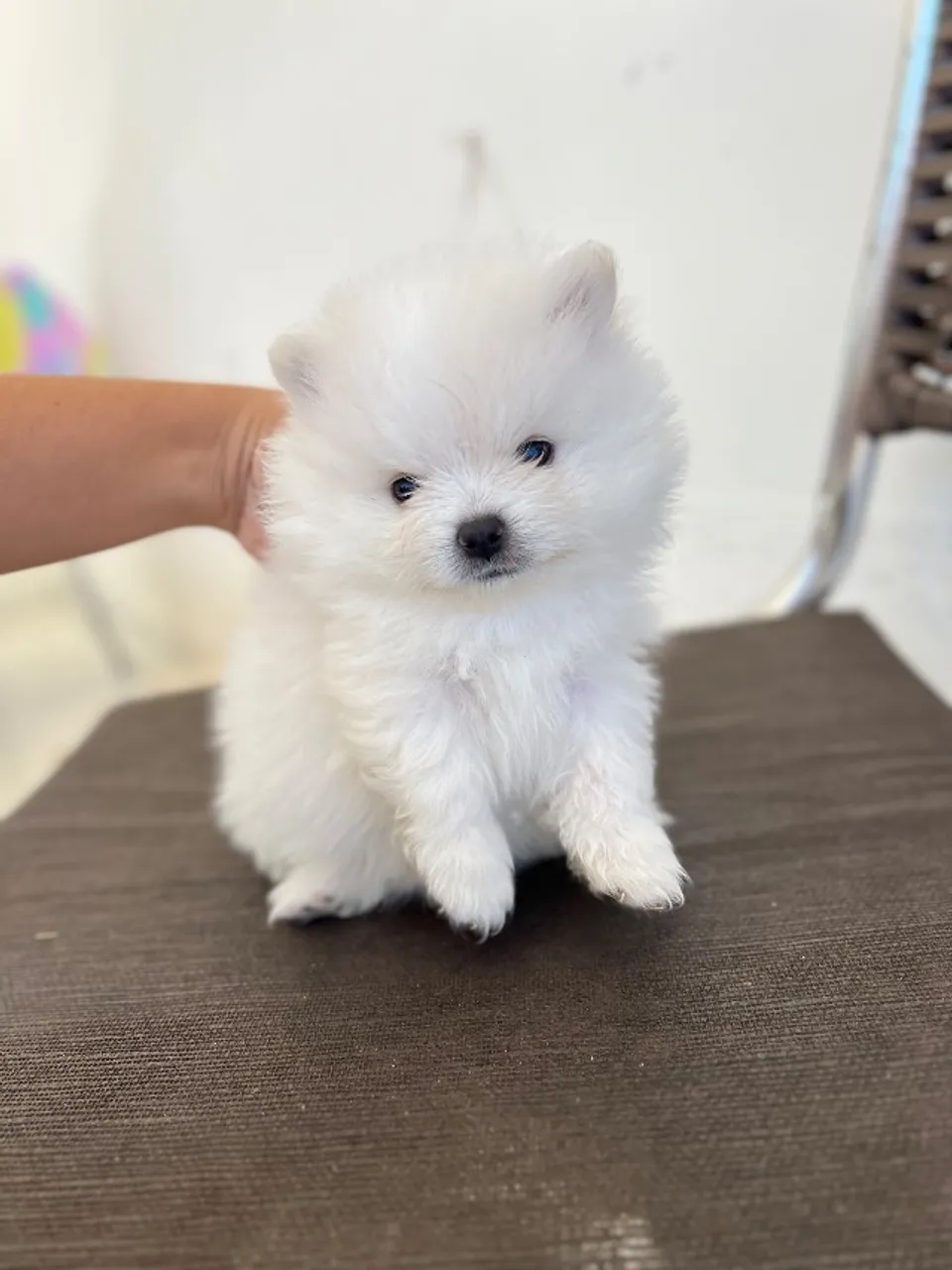 Spitz 