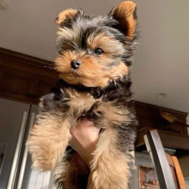 Yorkshire Terrier Mini - Lindo e Dócil