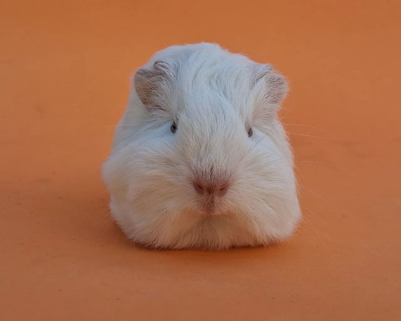 Porquinhos da india  - Foto 2