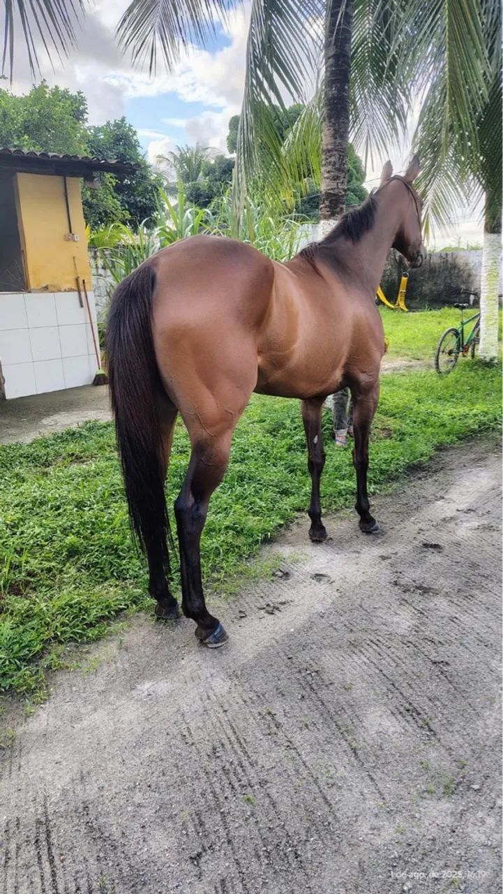 Égua puro sangue inglês  - Foto 5