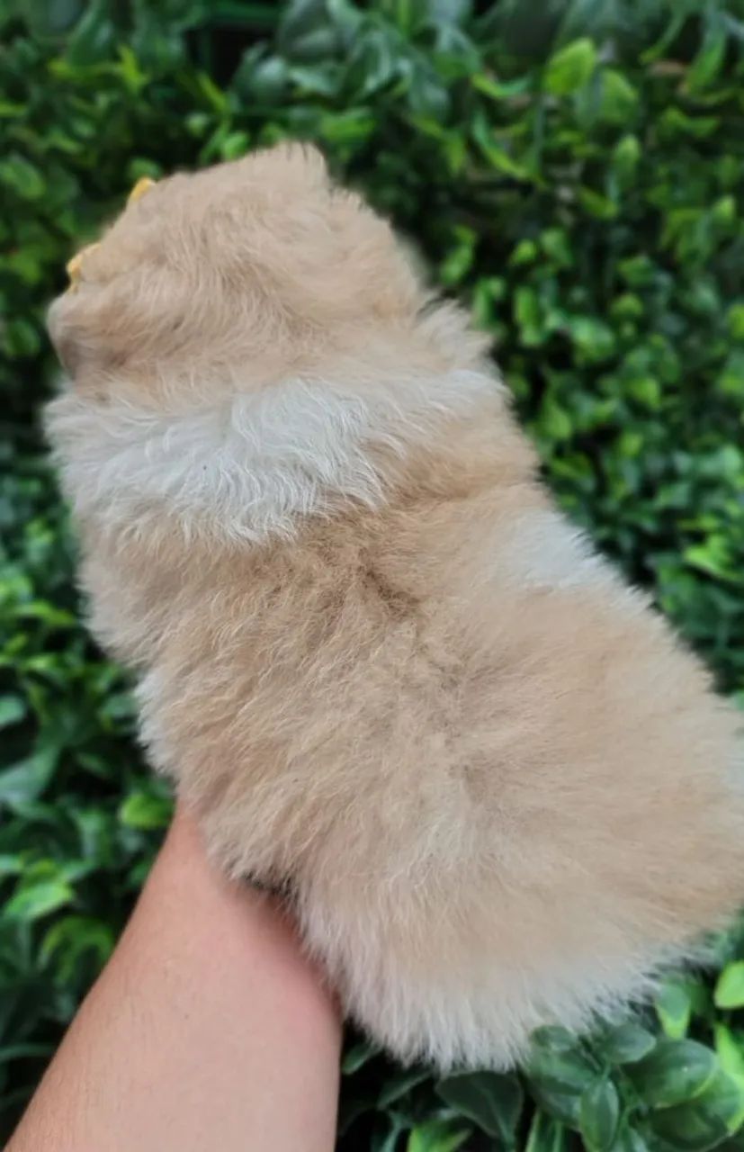 Spitz Alemão fêmea Particolor. Fofura em forma de cão! - Foto 2