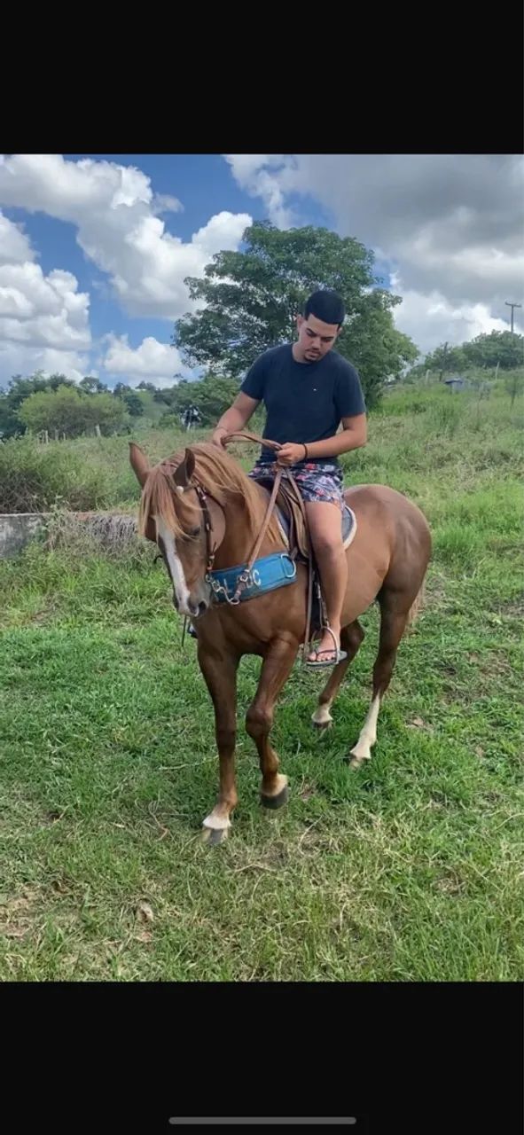 cavalo quarto de milha de direita qm