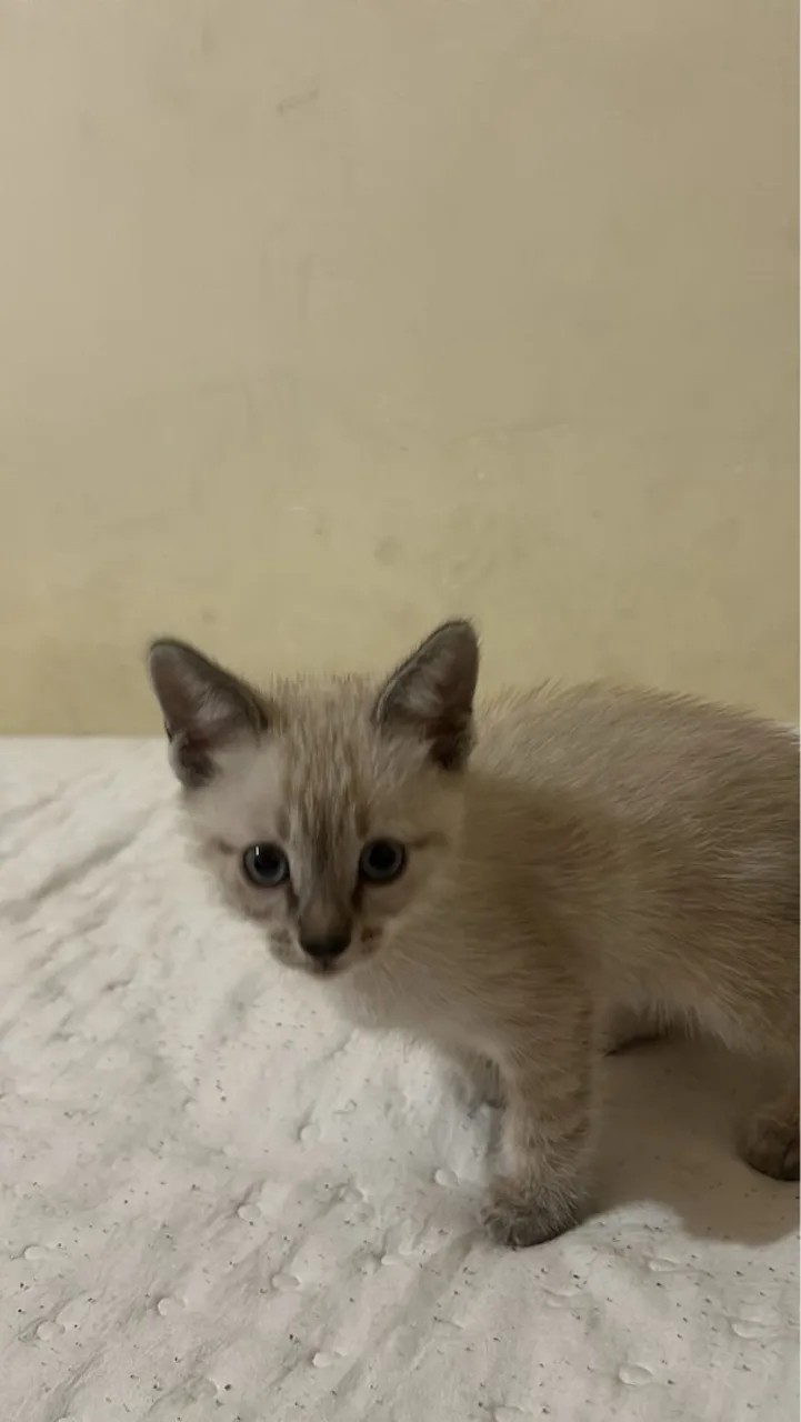 Gatinho filhote, fofo e carinhoso!