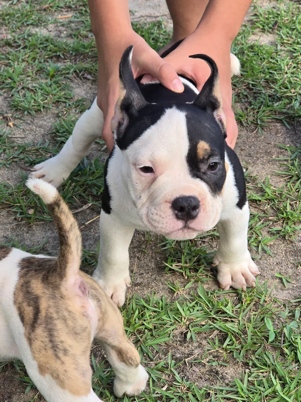 Aceito TR0CA Filhotes de AMERICAN BULLY Poket Pais Com Pedigre<br>