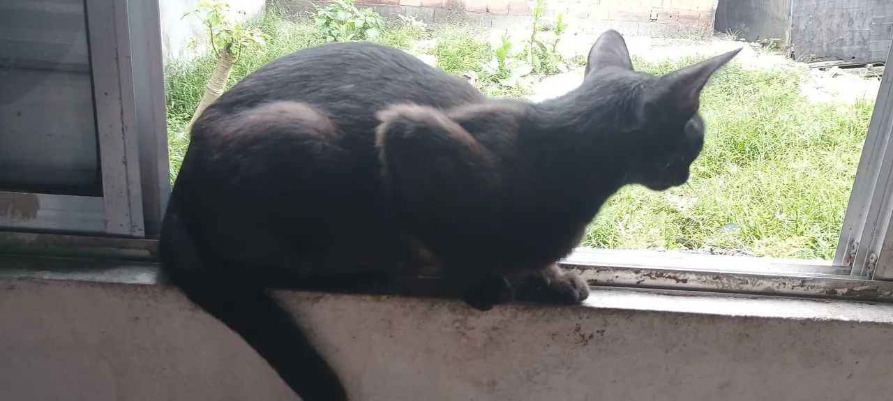 Doa-se gatos um macho uma fêmea  - Foto 2