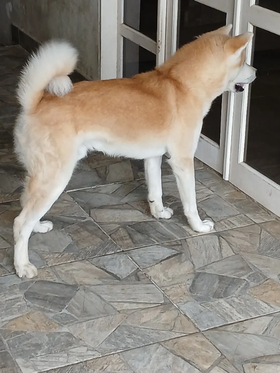 Akita