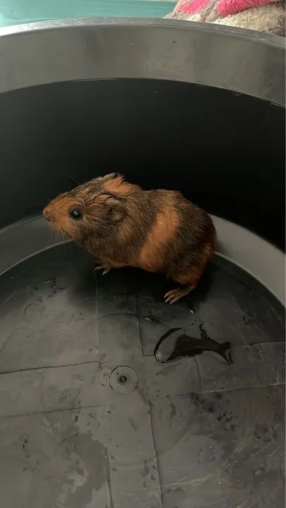 Porquinho da Índia 30,00