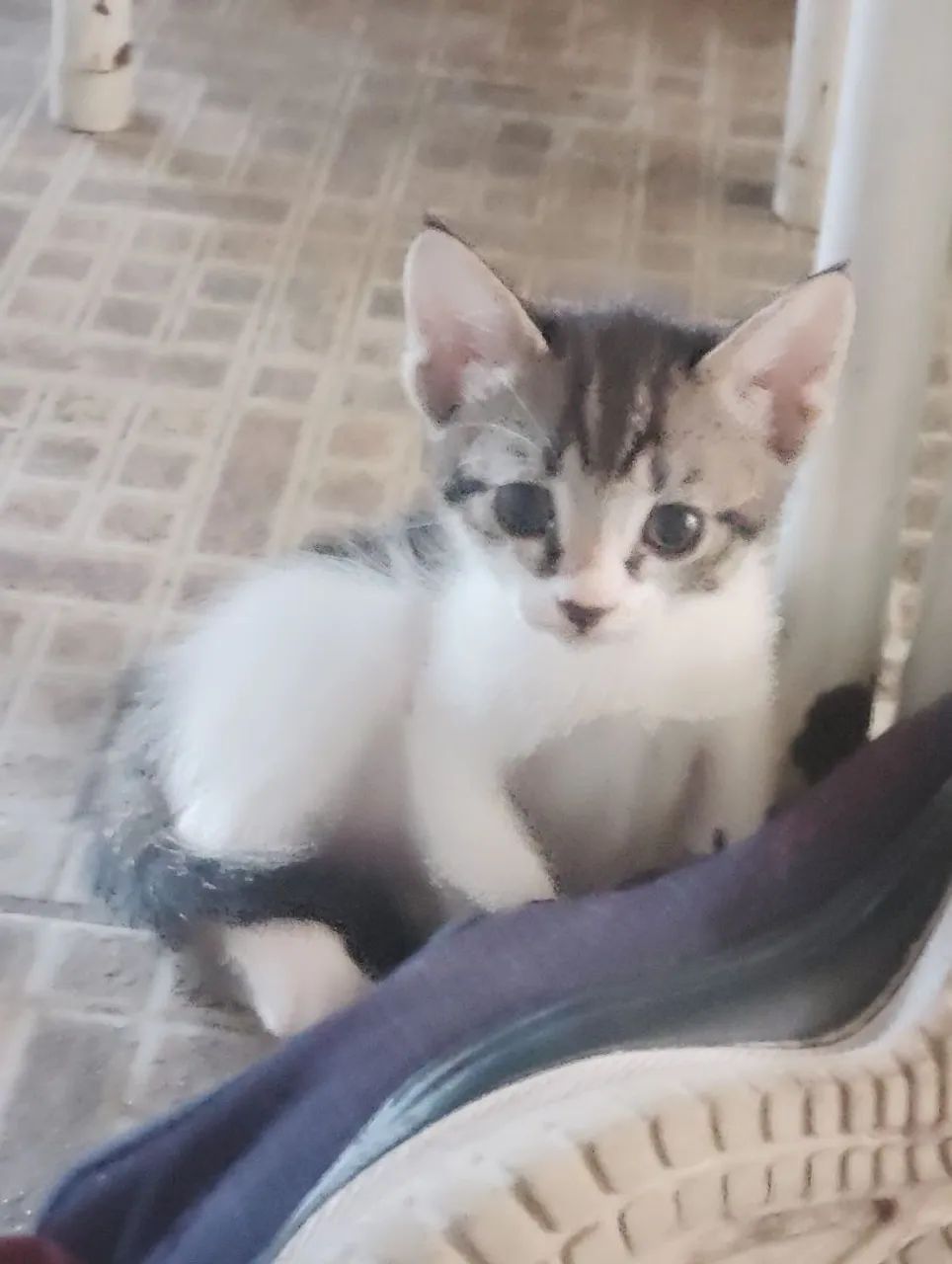 Gatinhas para adoção  - Foto 5