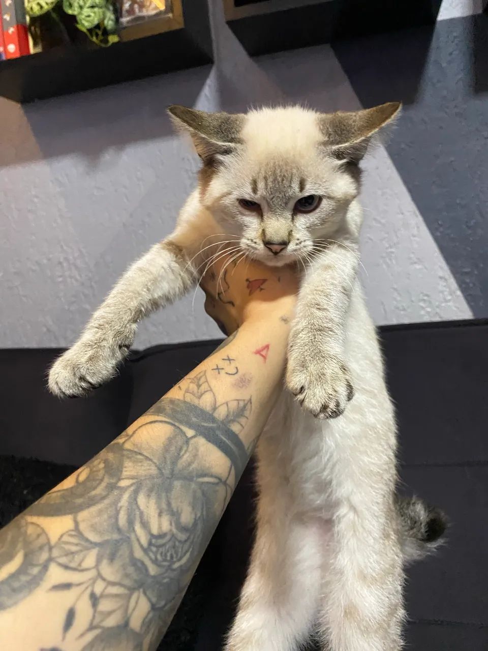 Doa se gatinhos  - Foto 2