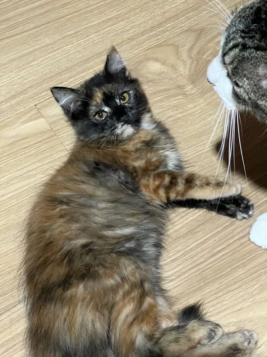 Gato ferrugem peludo 