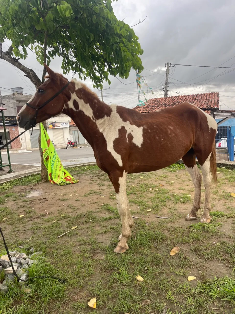 Égua pampa 