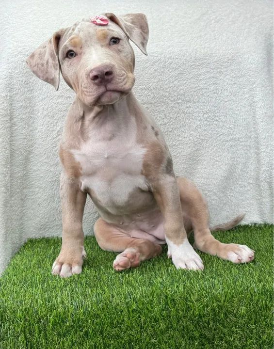 Pitbull Fêmea Tricolor Lilac Merle c/ Microchipe + Garantia + Parcelado 12x