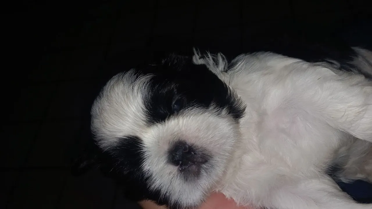 Oportunidade única de ter o seu shih tzu!