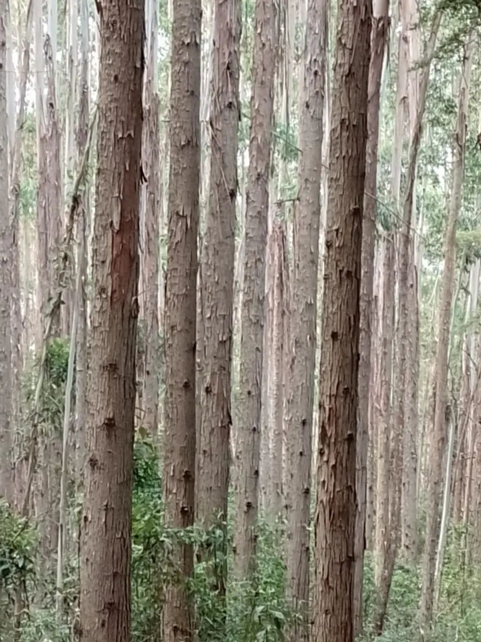 Toras de Eucalipto - primeiro corte - Foto 3