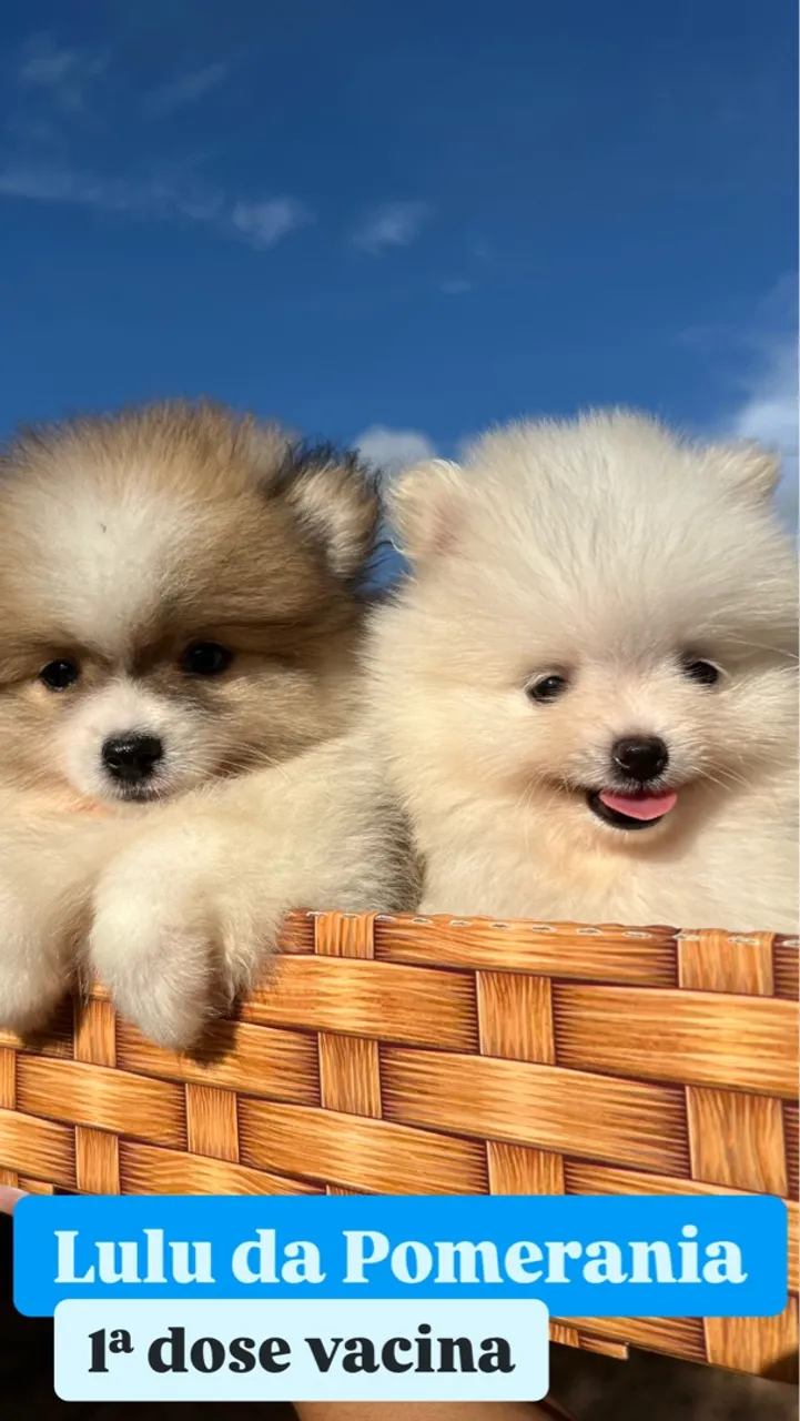 Lulu da Pomerania Machos