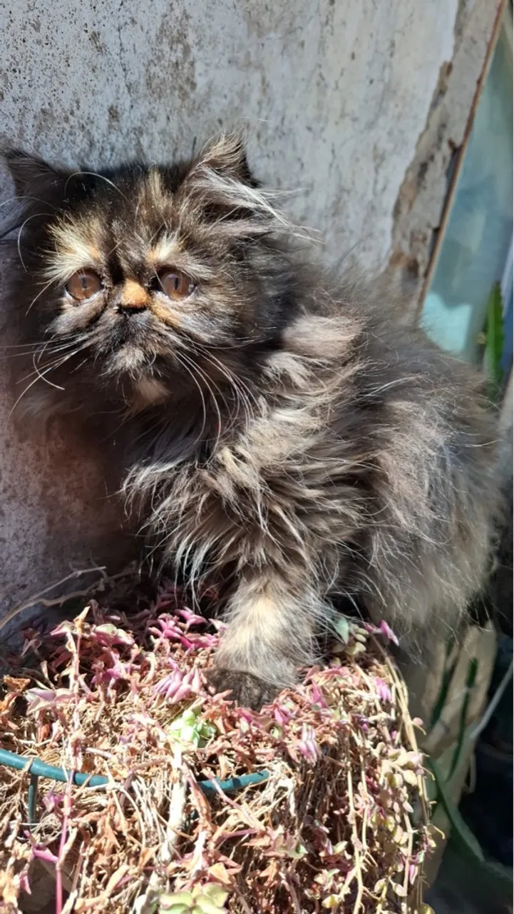 Gatinho Persa