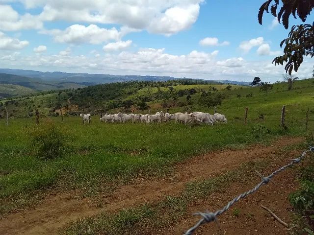 Novilhas Nelore, pêso médio 9@. - Foto 2