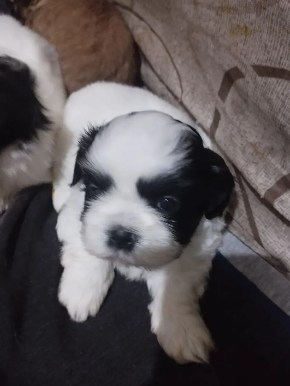 Filhote Shih Tzu Machor ou a e fêmea por 800,00