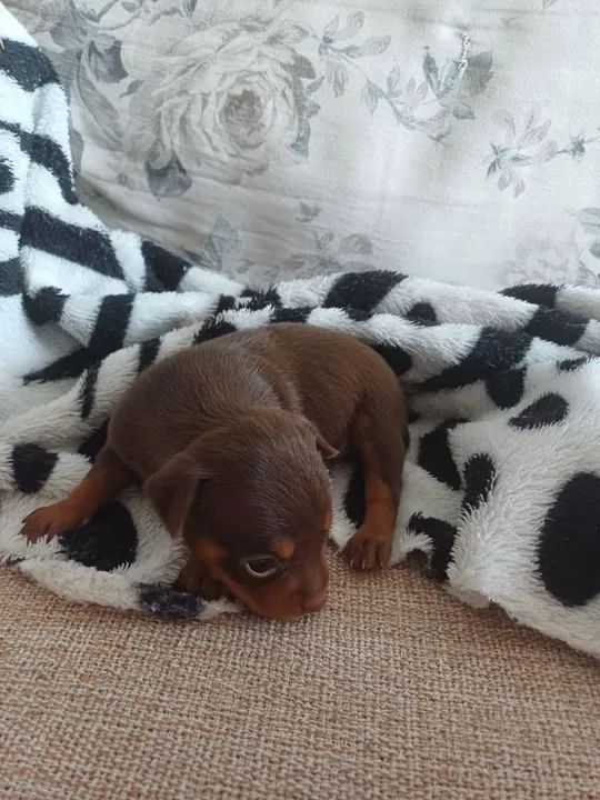  Vendo Filhote de Pinscher - Foto 2