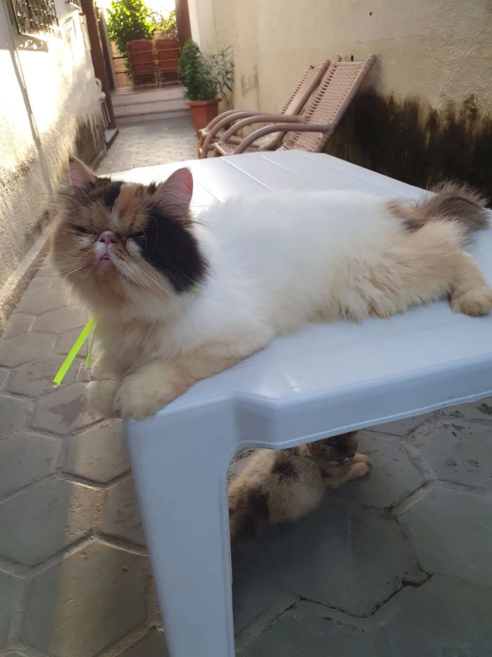 GATINHA PERSA ADULTA COM PEDIGREE  - Foto 4