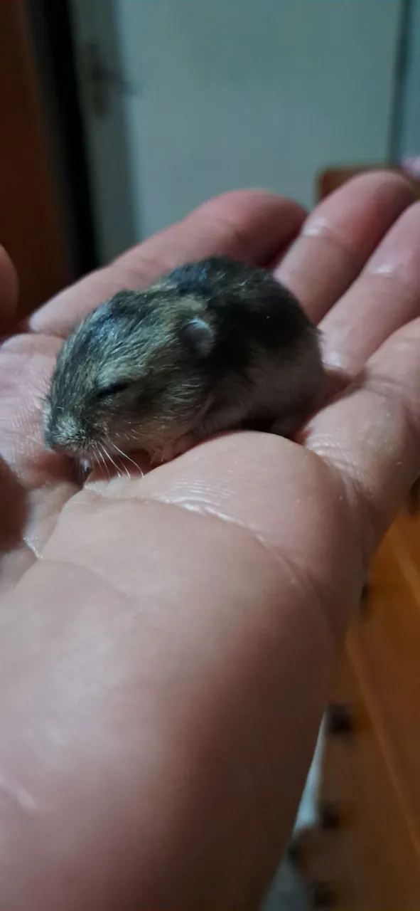 Hamster bebê 