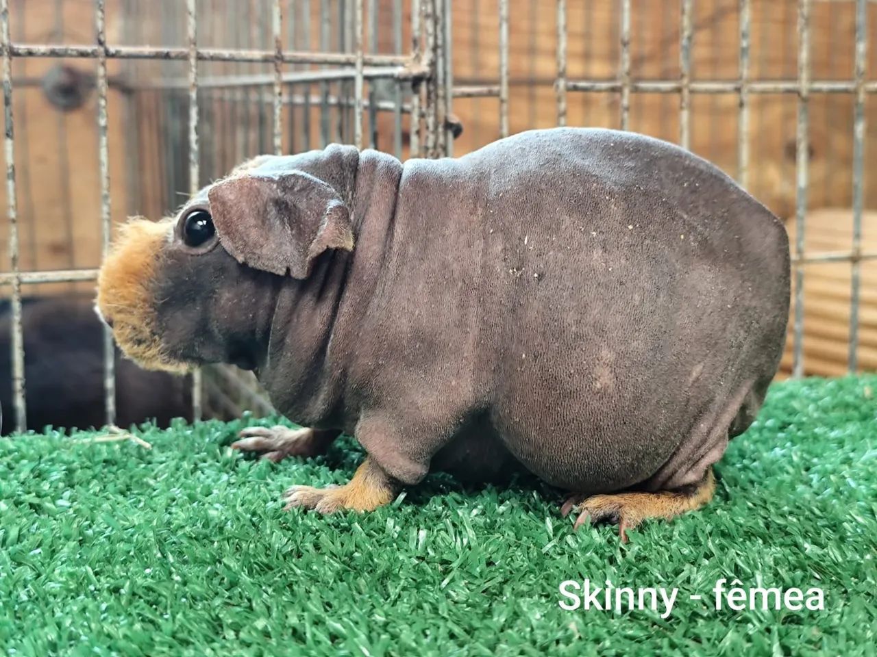 Porquinho da India Skiny  - Foto 2