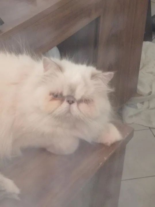 Gato persa de olhos azuis,fêmea adulta. - Foto 2