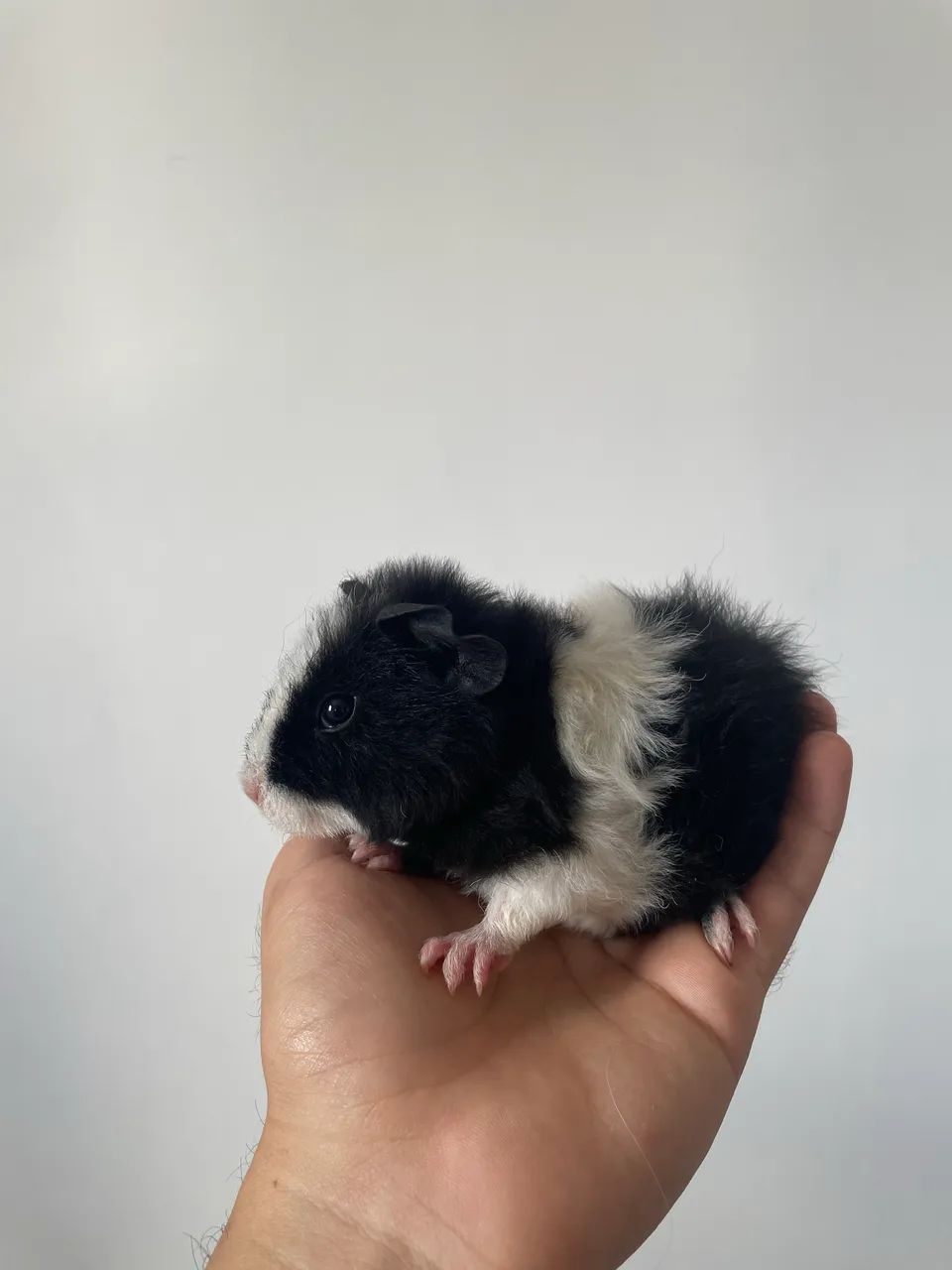 Porquinho da índia  - Foto 2